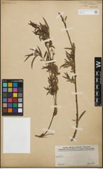 Foto von Salix humboldtiana Willd.